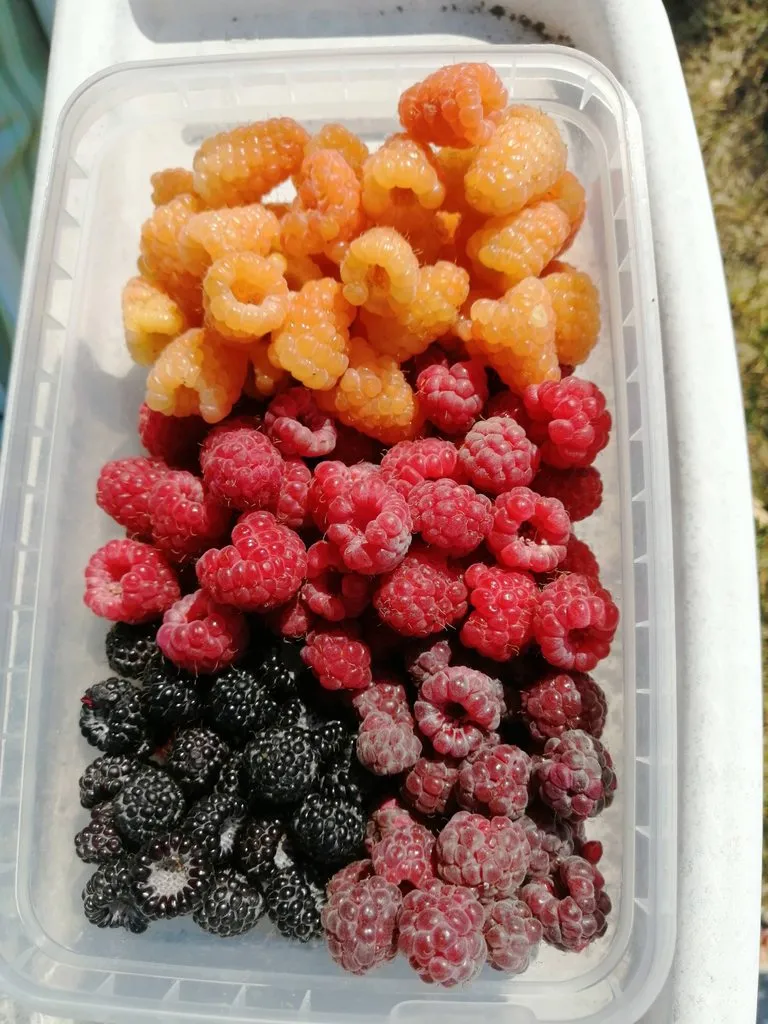 Чайная беседка