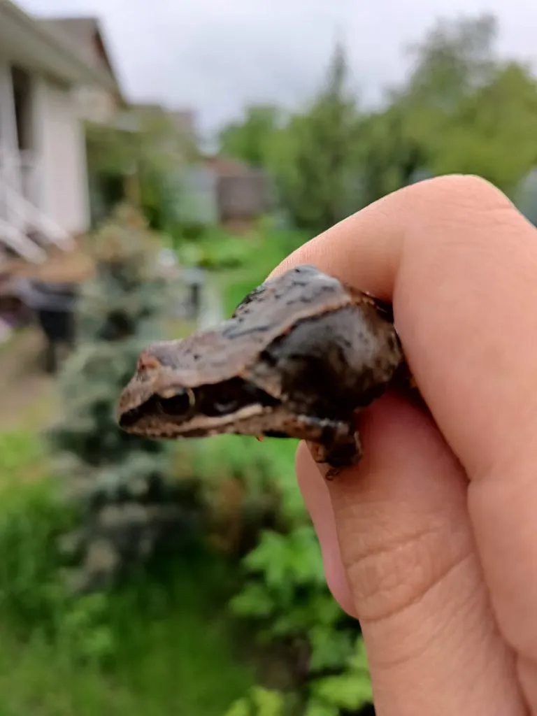 Чайная беседка