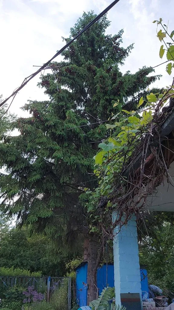 Чайная беседка