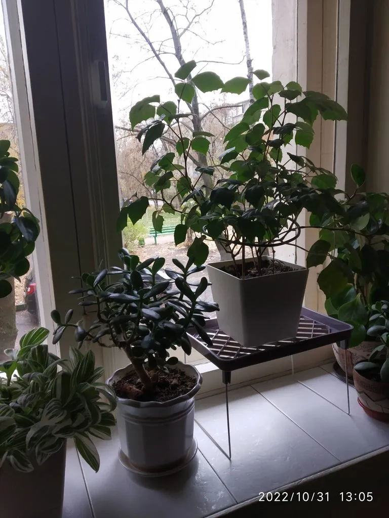 Чайная беседка