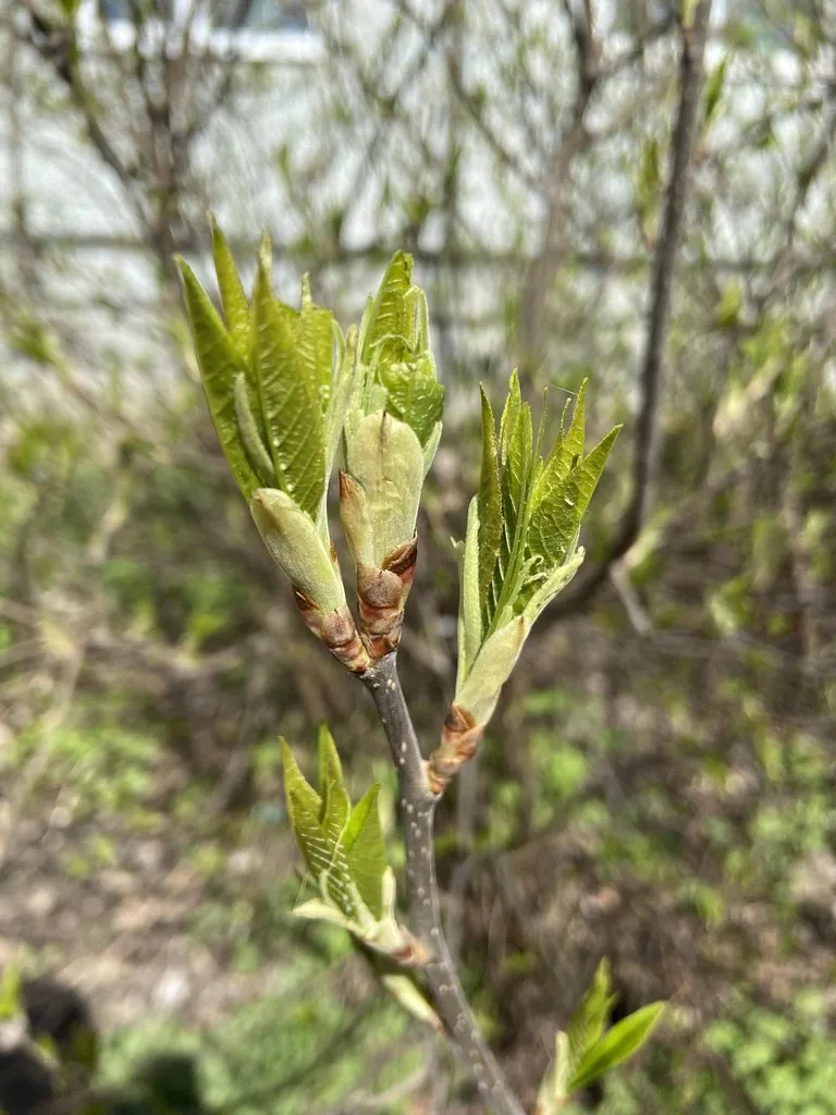 Чайная беседка