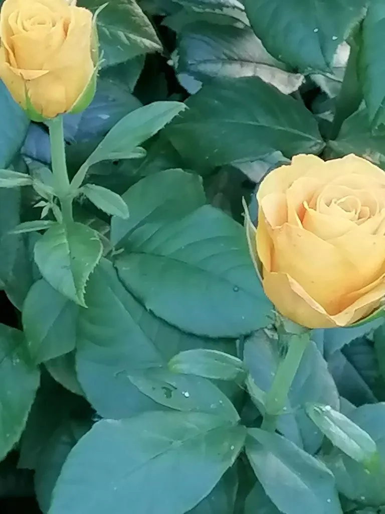 Tapтaлeтки & Ко