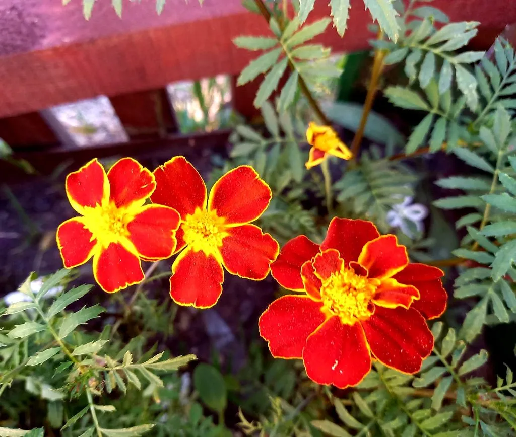 Чайная беседка