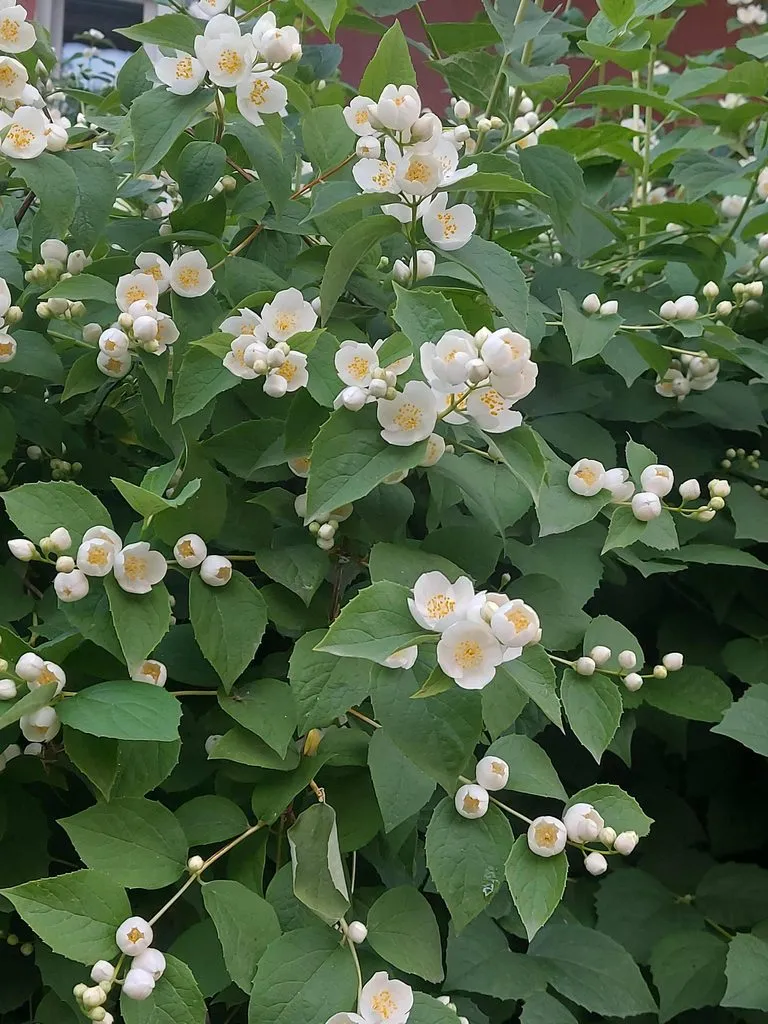 Чайная беседка