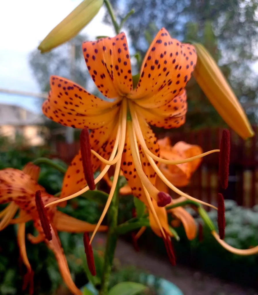 Чайная беседка