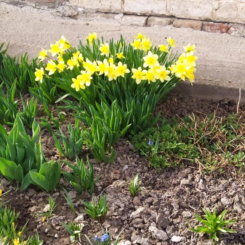 Чайная беседка