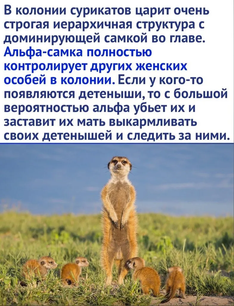 Эти забавные животные