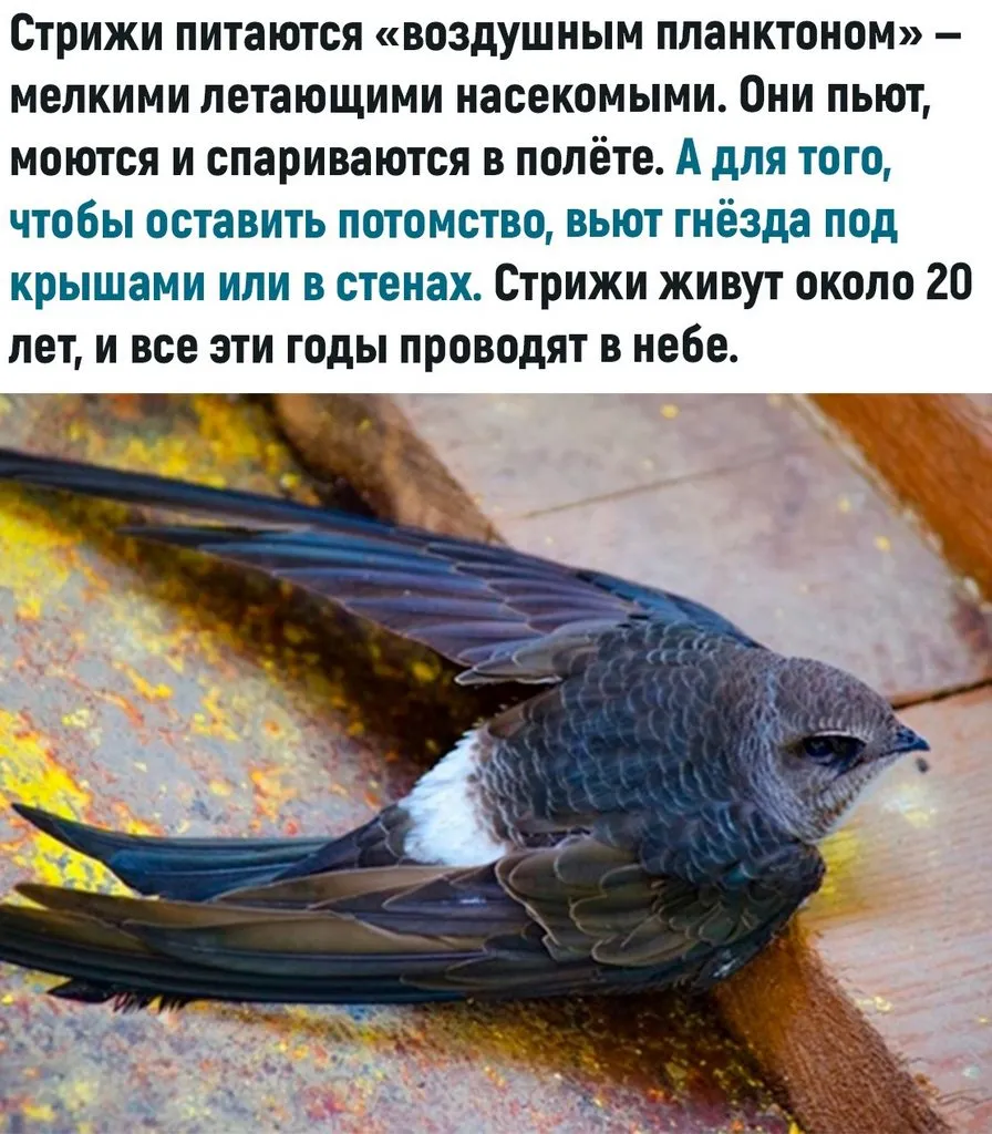 Это интересно!