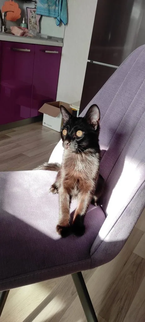 Tapтaлeтки & Ко