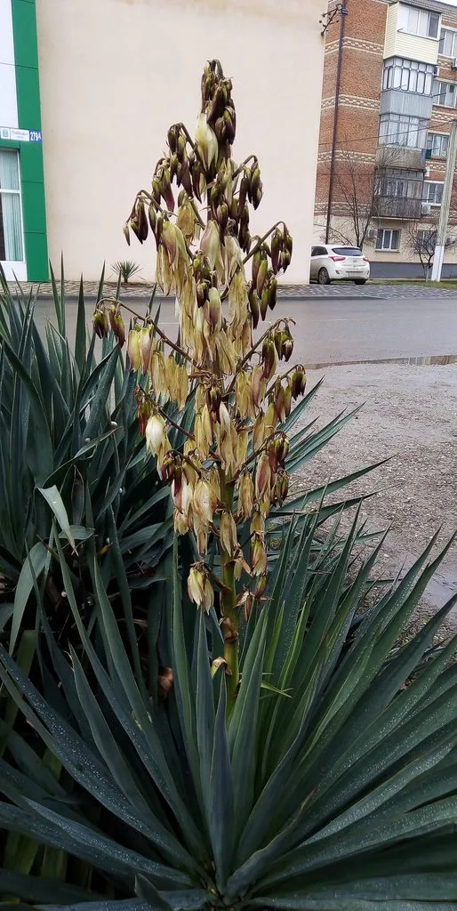 Кафе «У пани Сони»