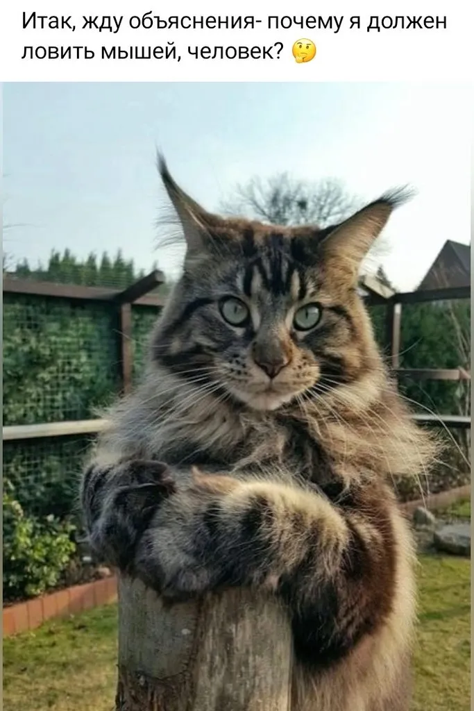 Кошичкина полиция