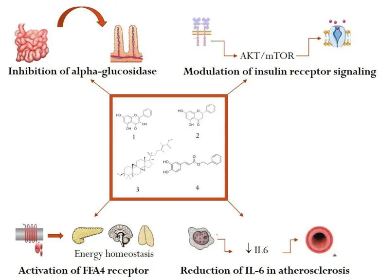 Возможная роль прополиса в профилактике и лечении метаболических заболеваний