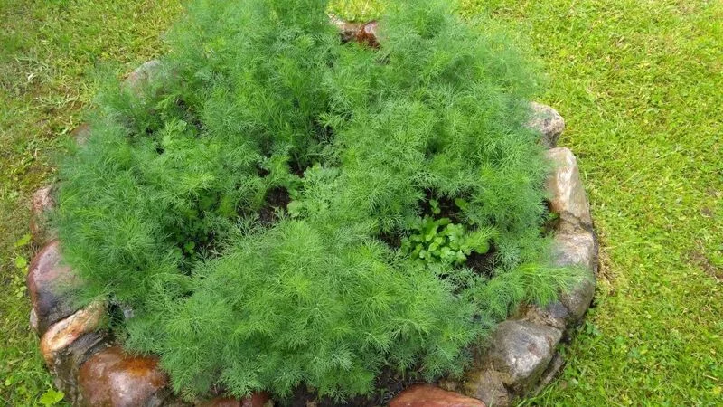 Чайная беседка