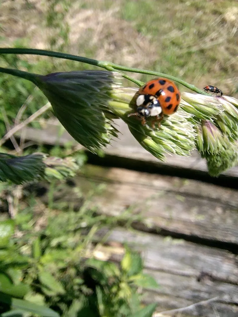 Чайная беседка
