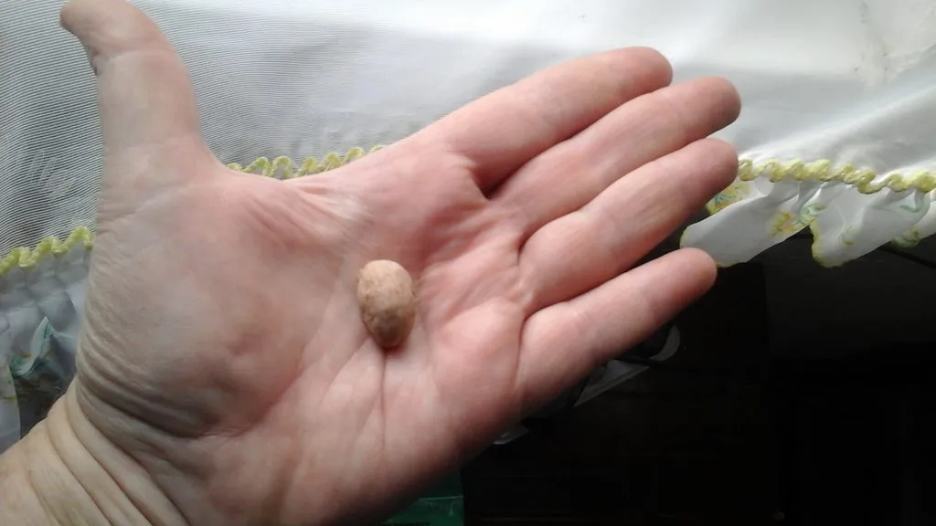 Чайная беседка