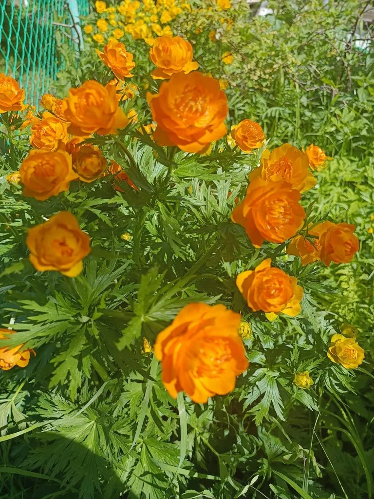 Чайная беседка