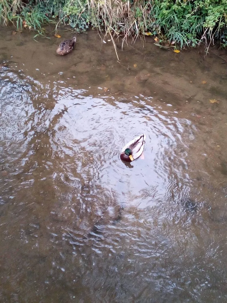 Чайная беседка