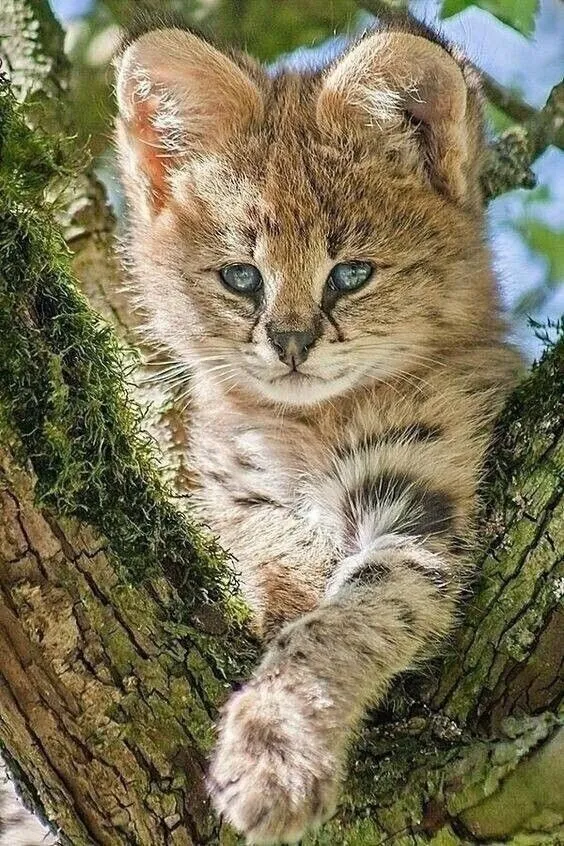 Эти забавные животные