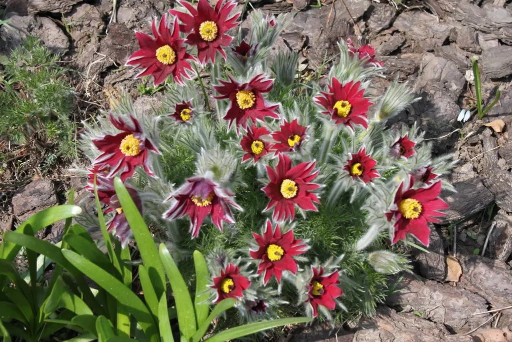 Чайная беседка