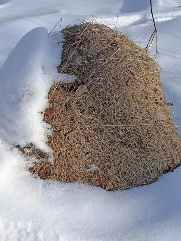 Фотонастроение