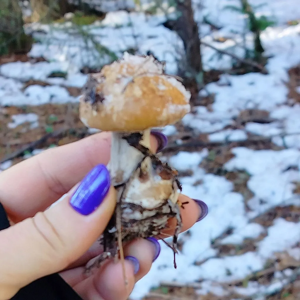 Чайная беседка