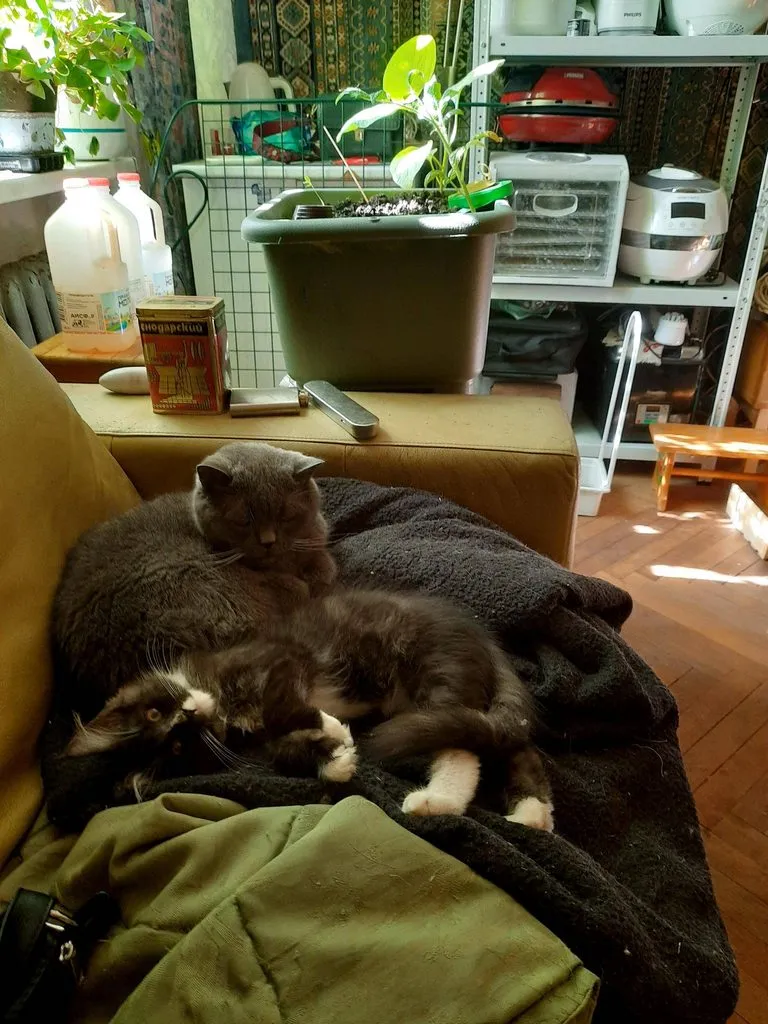 Tapтaлeтки & Ко