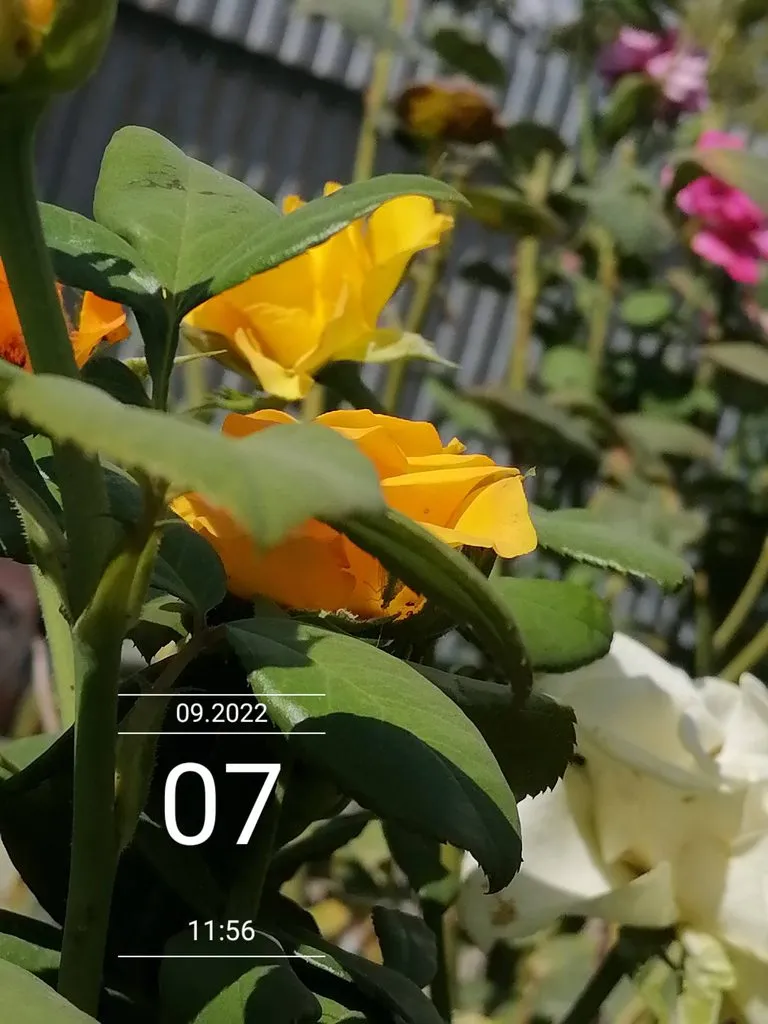 Чайная беседка