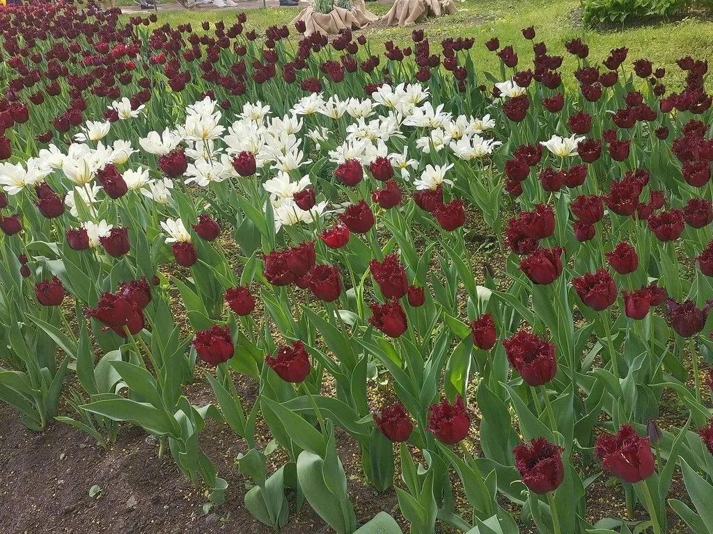 Выходные в Питере, или Куда сходить с друзьями в Санкт-Петербурге