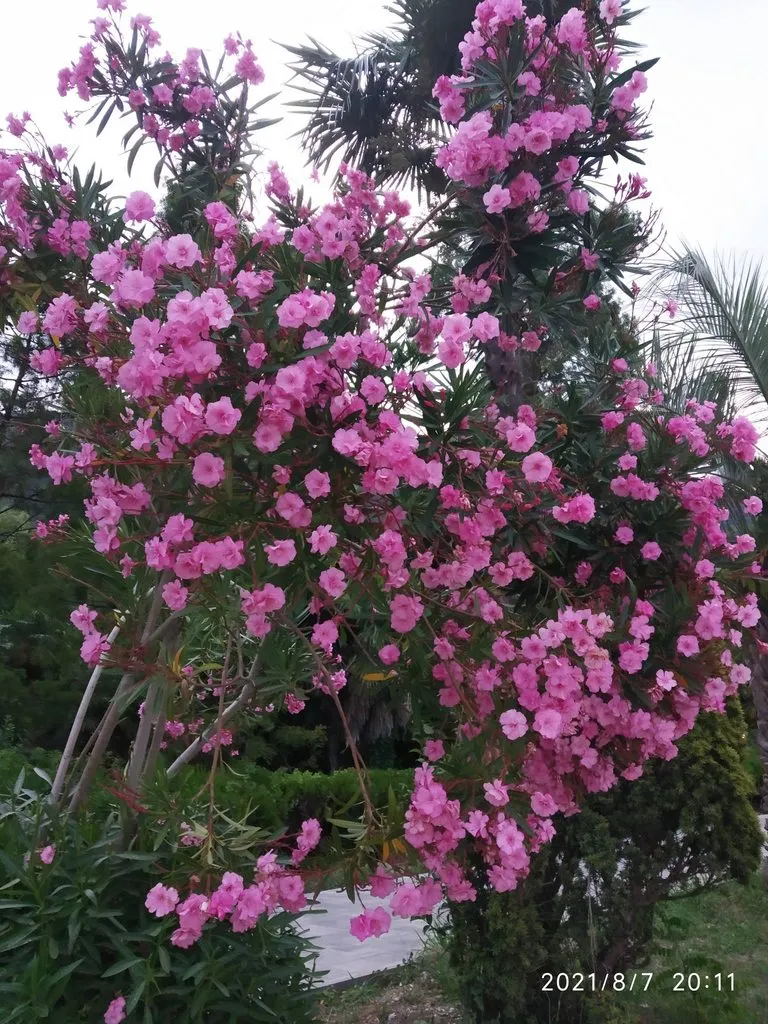 Чайная беседка