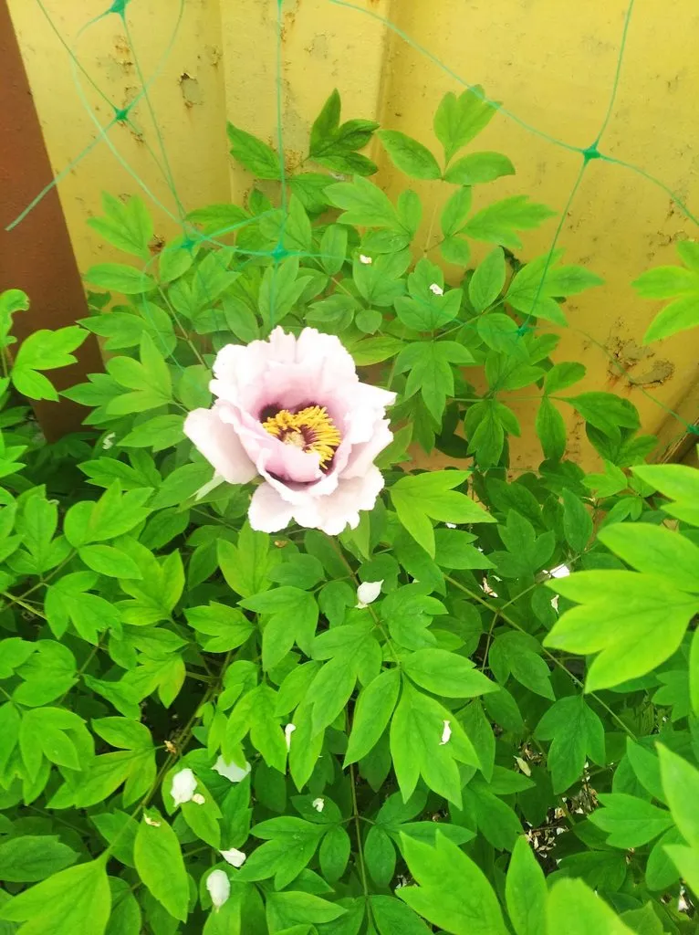 Чайная беседка