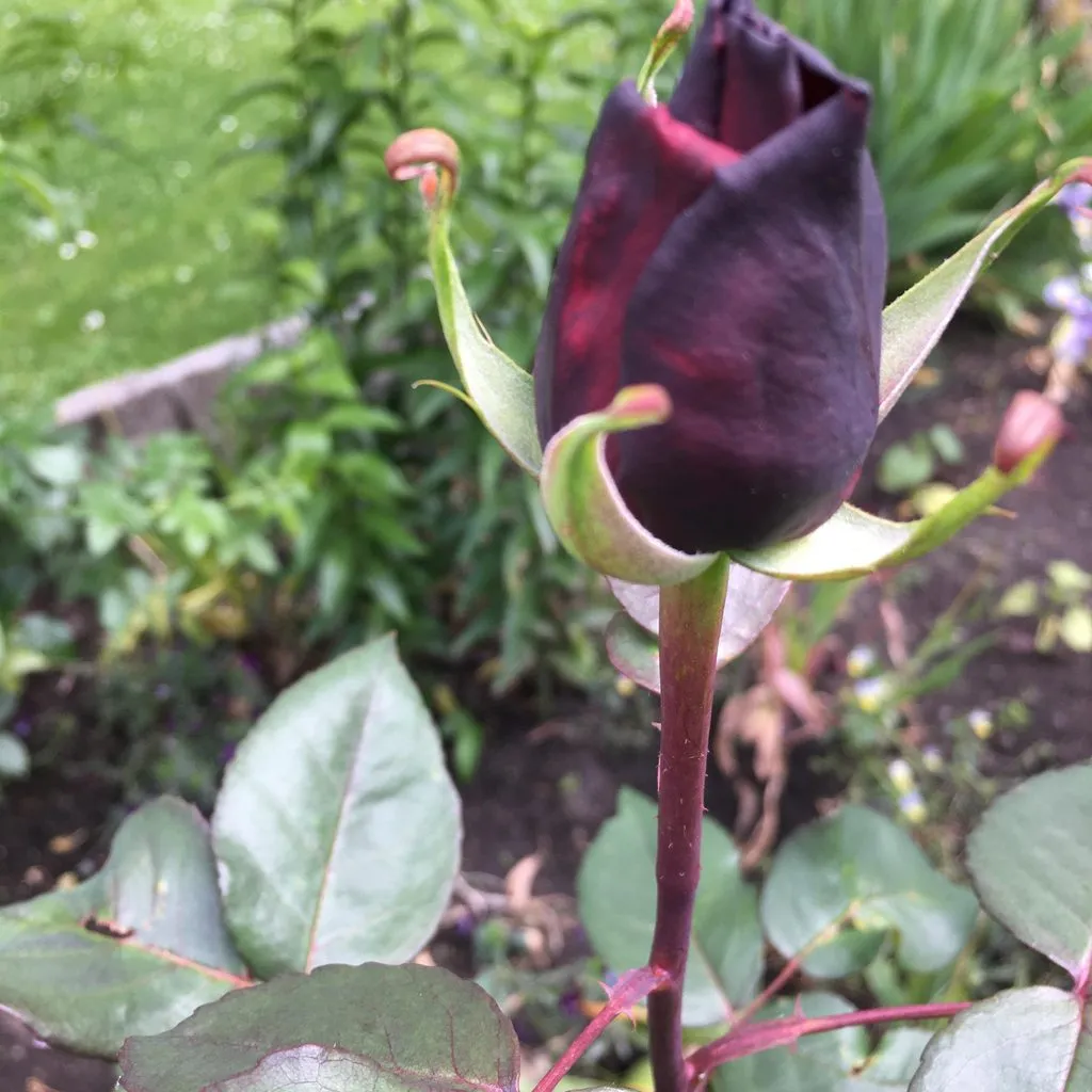 Чайная беседка