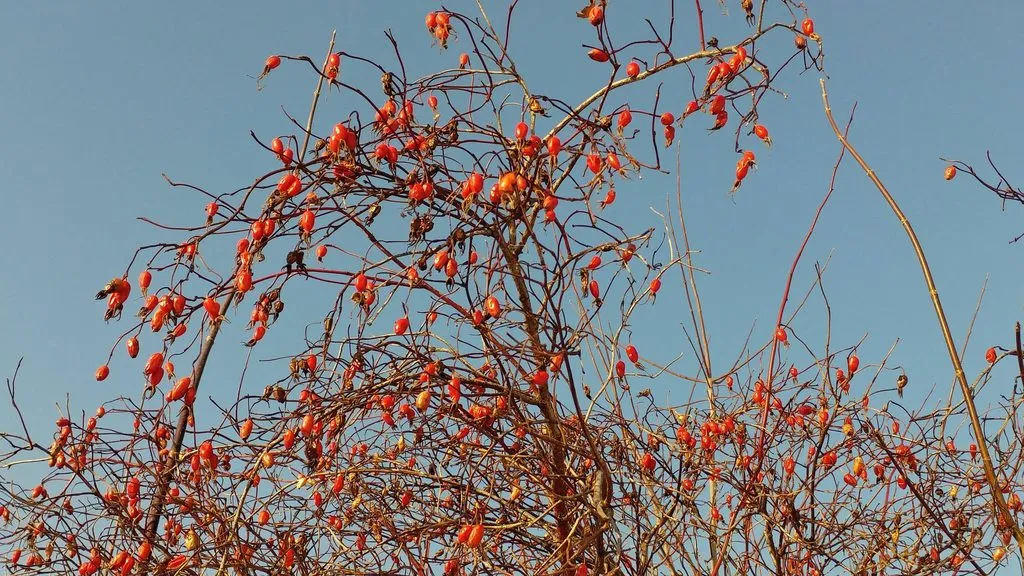 Флора