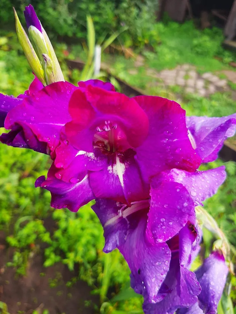 Чайная беседка