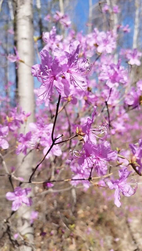 Чайная беседка