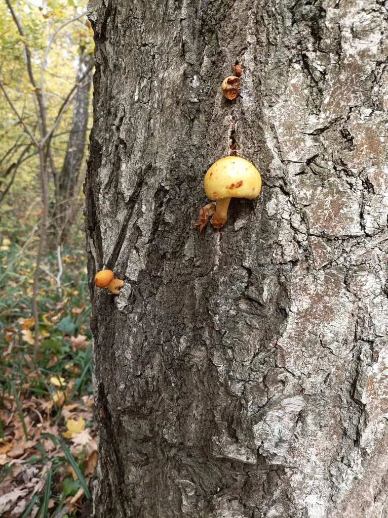 Чайная беседка