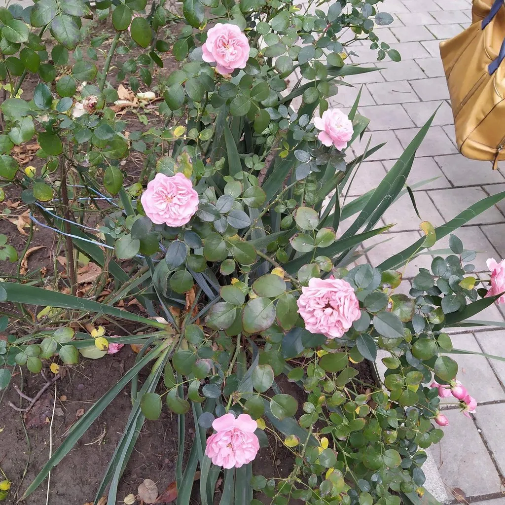 Чайная беседка