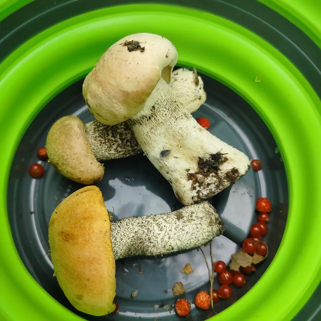 Чайная беседка