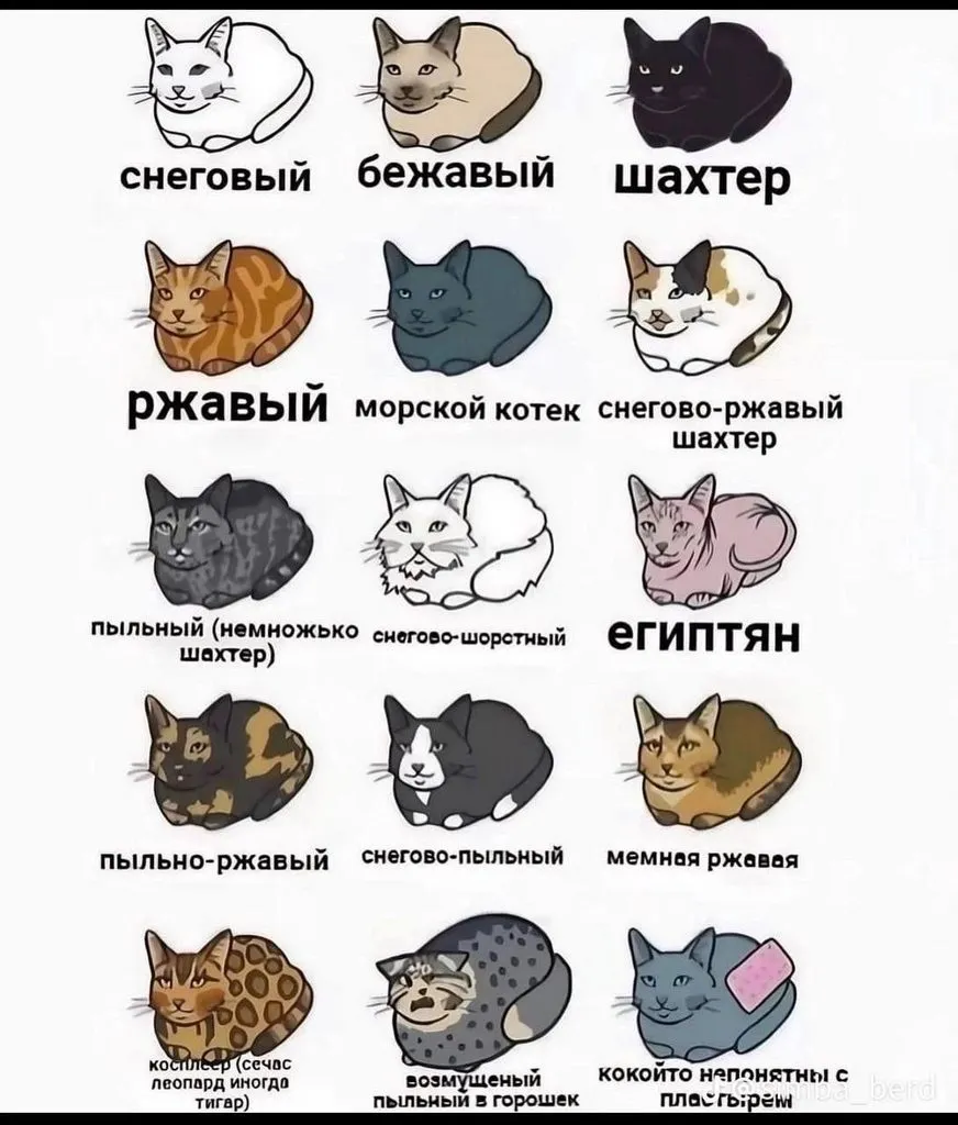 Кошичкина полиция