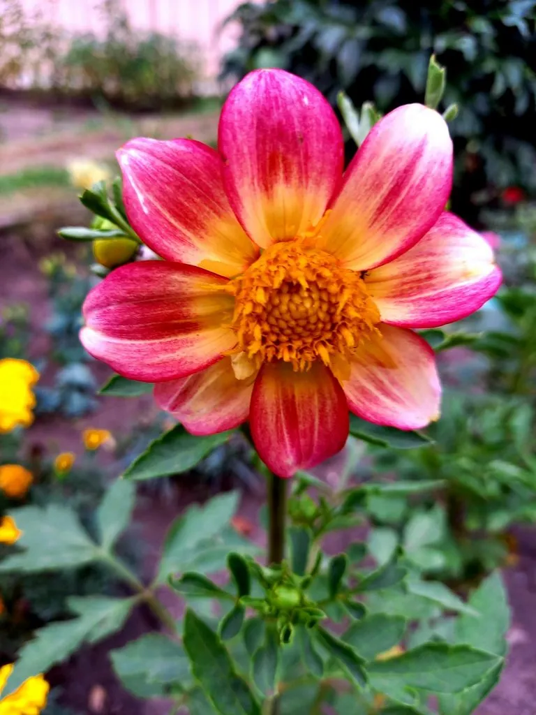 Чайная беседка