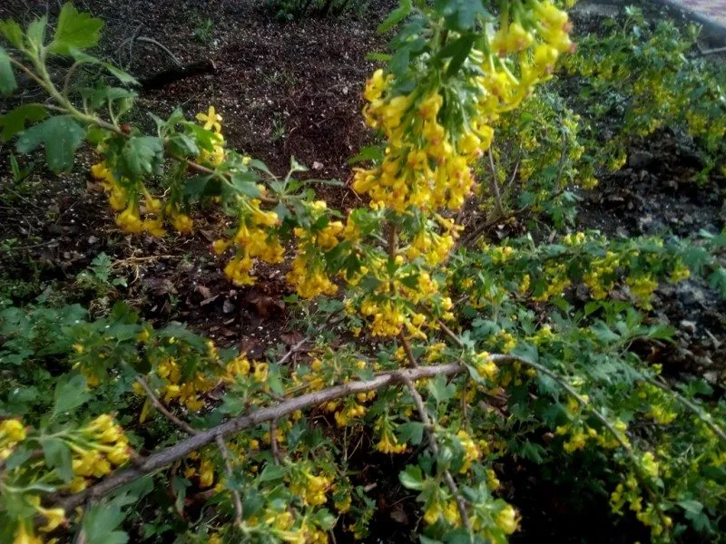 Чайная беседка