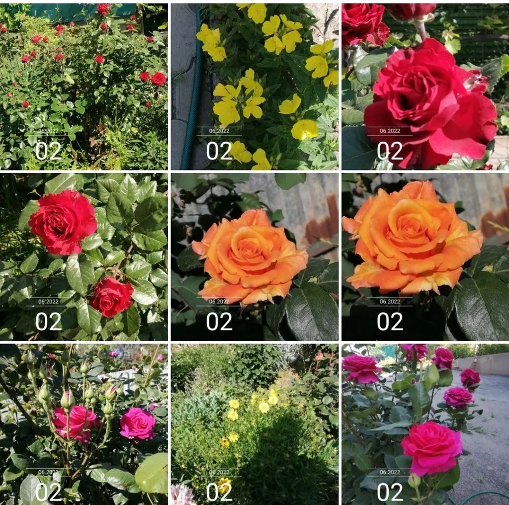 Чайная беседка