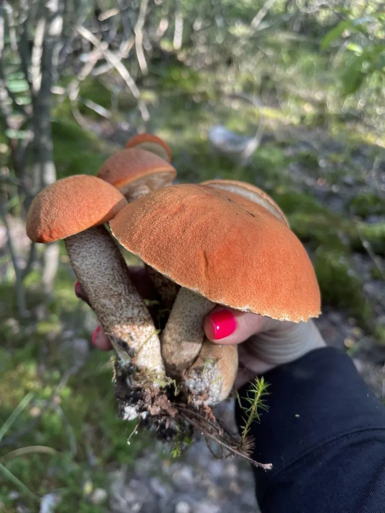По грибы с лукошком