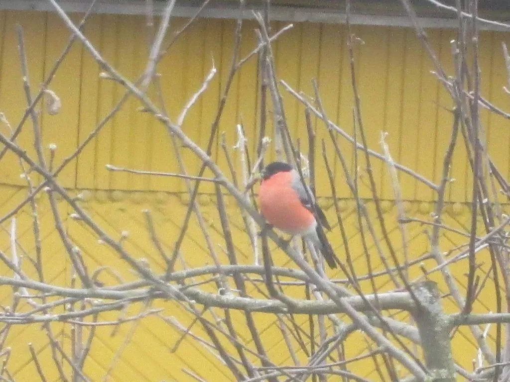 Tapтaлeтки & Ко