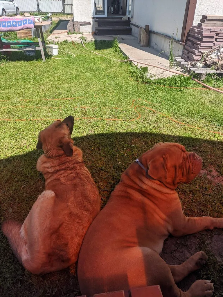 Tapтaлeтки & Ко