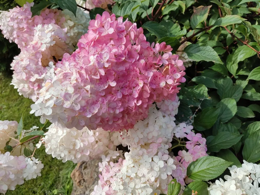 Чайная беседка