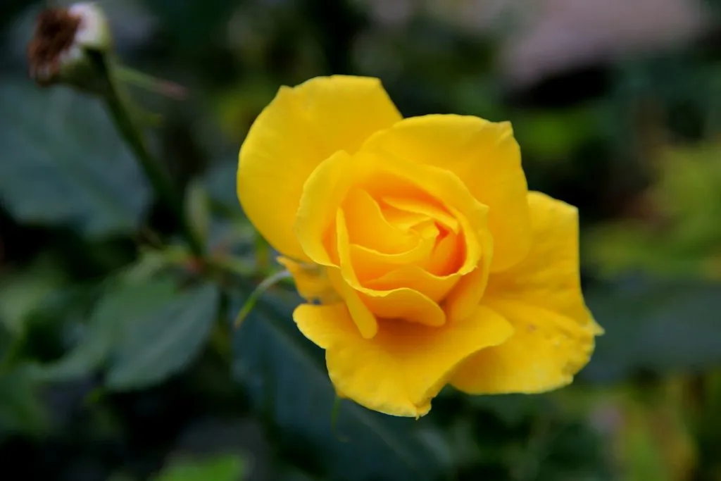 Чайная беседка