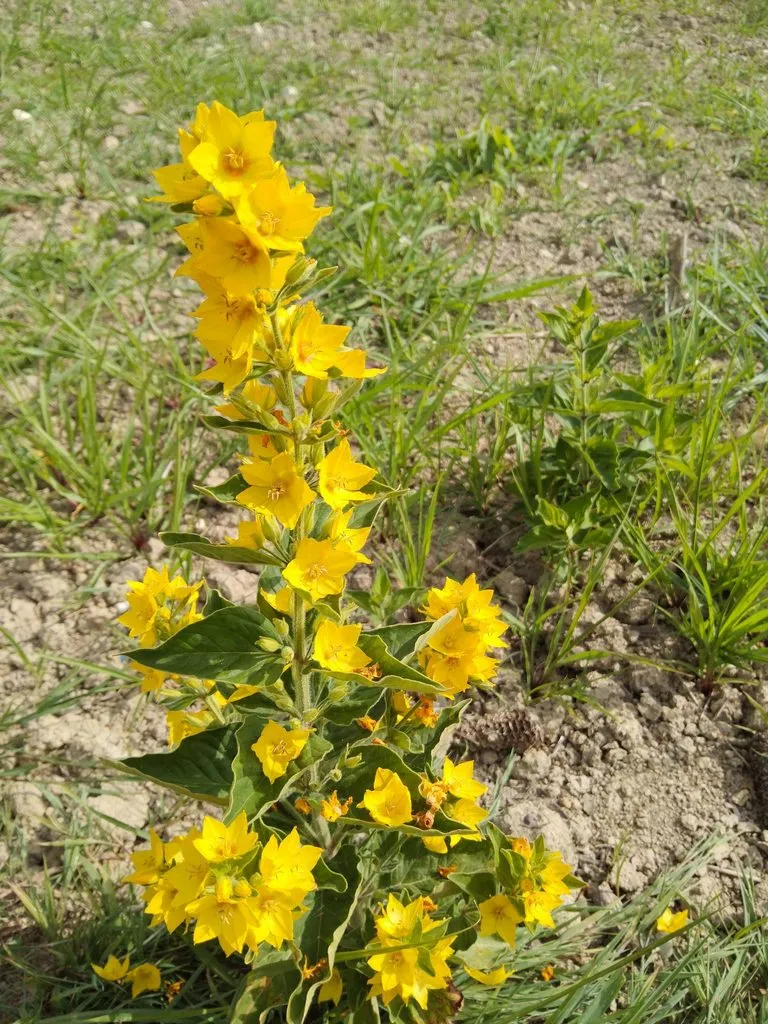 Чайная беседка