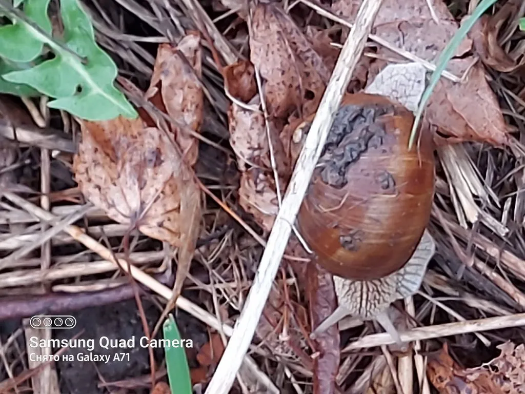 Чайная беседка