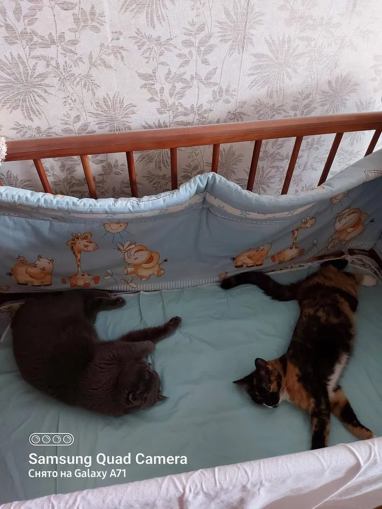 Tapтaлeтки & Ко