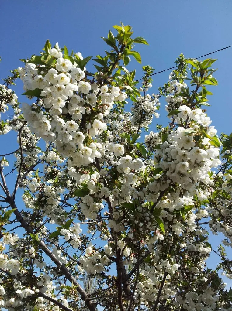 Чайная беседка